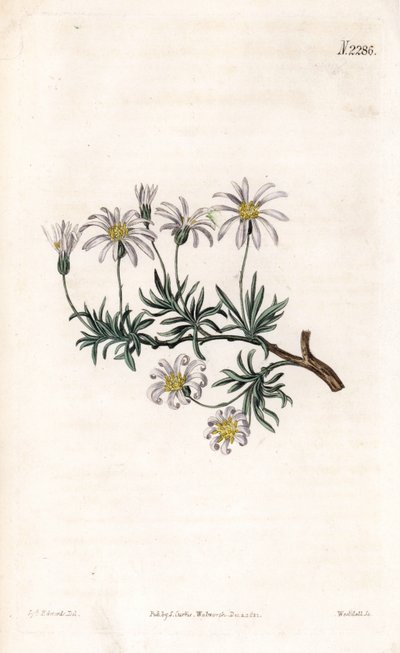Shrub aster, Felicia fruticosa (Shrubby starwort, Aster fruticulosus). by Sydenham Teast Edwards