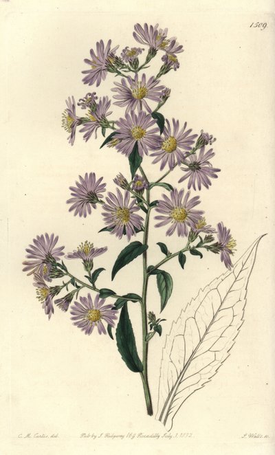 Panicled Aster by Sydenham Teast Edwards