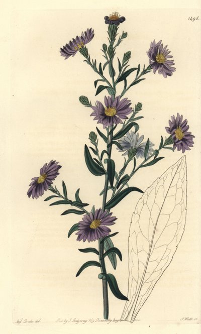 Aster variety by Sydenham Teast Edwards