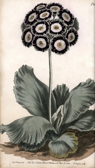 Auricle or Bear Ear by Sydenham Teast Edwards