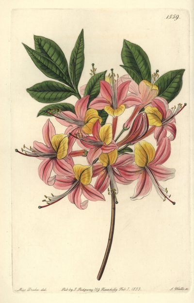 Azalea Pontic Yellow - Yellow Azalea, Rhododendron luteum (Changeable Pontic Azalea, Azalea pontica versicolor). Handcoloured copperplate engraving from Sydenham Edwards