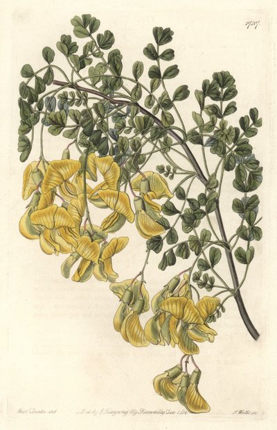 Baguenaudier du Nepal - Water Forte by S. Watts from an Illustration by Sarah Anne Drake, from the Botanical Register by Sydenham Teast Edwards
