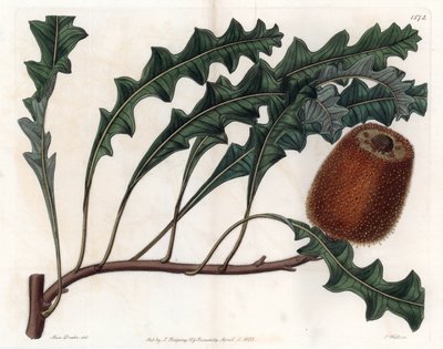 Banksia Gardneri, Australian Oiginary by Sydenham Teast Edwards
