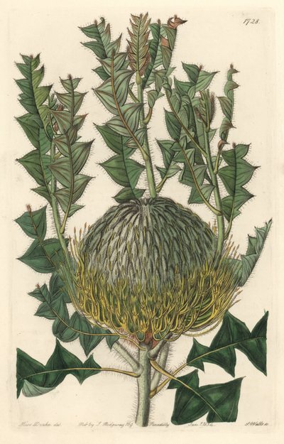 Banksia speciosa, originally from Australia by Sydenham Teast Edwards