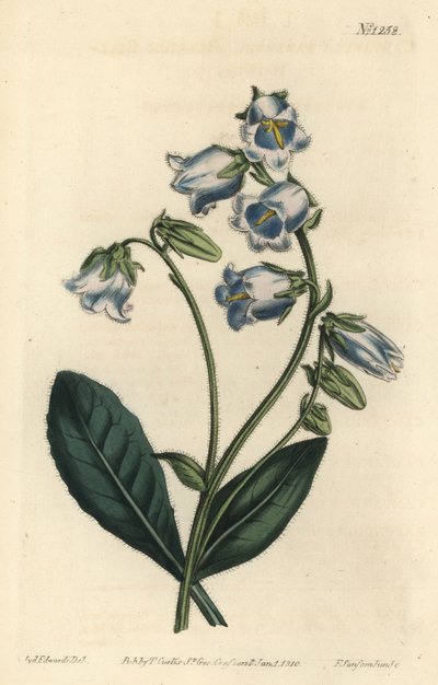 Bearded Bellflower by Sydenham Teast Edwards