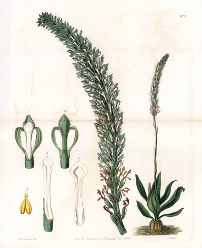 Belle Sauroglossum. Handcoloured copperplate engraving from Sydenham Edwards