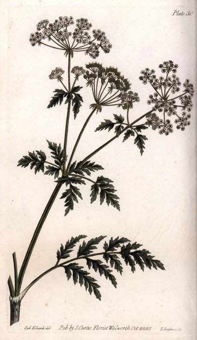 Big Hemlock by Sydenham Teast Edwards