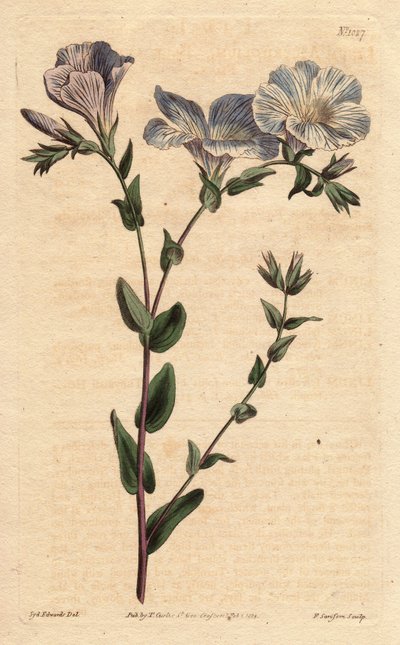 Blue and white flax with pale blue flowers. A native of Europe. Linum ascyrifolium. by Sydenham Teast Edwards