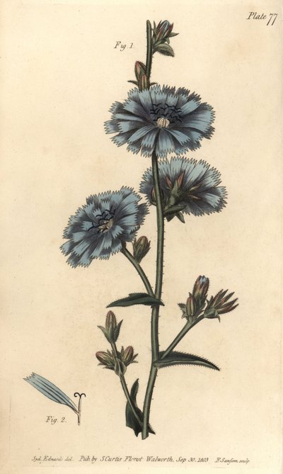 Blue Succory from William Curtis