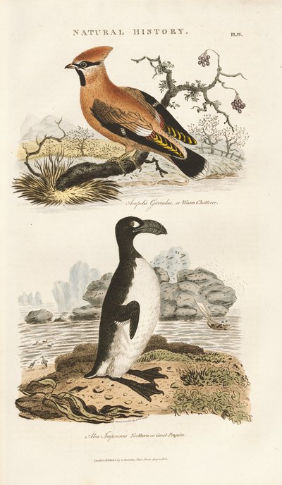 Bohemian Waxwing and Great Auk by Sydenham Teast Edwards