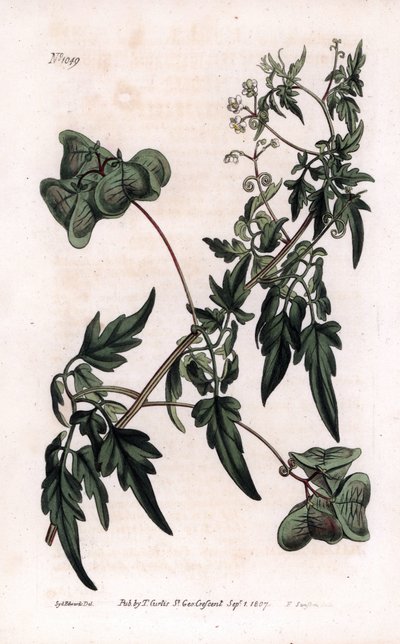 Botany: cardiosperm or heart peas. Smooth heart-seed or balloon plant, Cardiospermum halicacabum. by Sydenham Teast Edwards