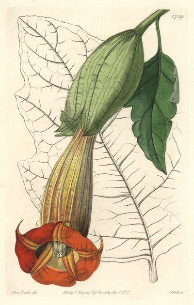Brugmansia Ecarlate or Trumpet of Angels Ecarlate, Native of South America - Strong Water by S. Watts from an Illustration by Sarah Anne Drake, from the Botanical Register by Sydenham Teast Edwards