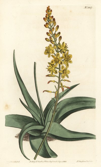Bulbine variety, Bulbine alooides by Sydenham Teast Edwards