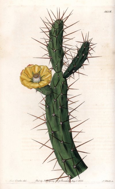 Cactus Articulatus, Variety of Prickly Fig Tree. Handcoloured copperplate engraving from Sydenham Edwards