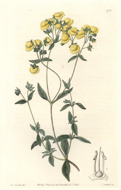 Calceolaria or Small Slipper or Lady