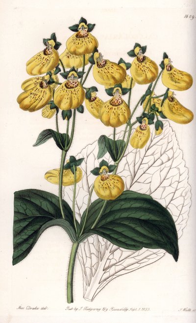Calceolary or small slipper, with yellow flowers - Engraved by S.Watts, from an illustration by Sarah Anne Drake, from the Botanical Register of Sydenham Edwards by Sydenham Teast Edwards