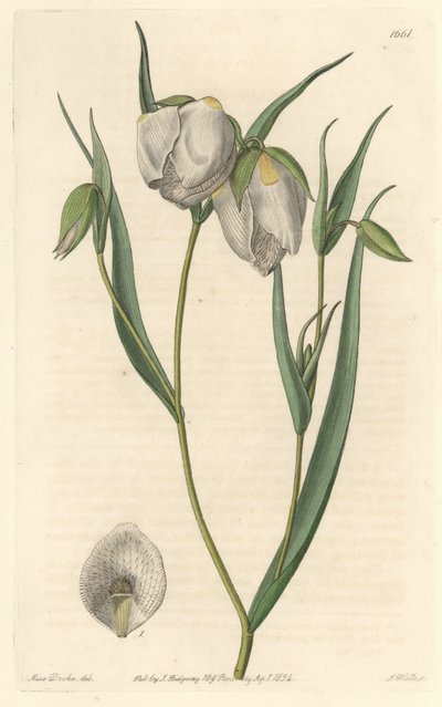 Calochorte with White Flowers by Sydenham Teast Edwards