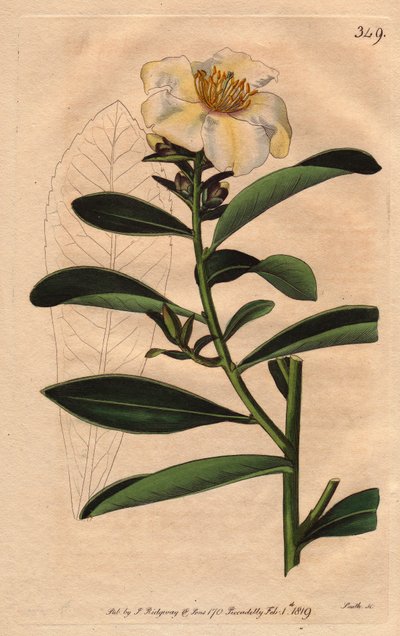 Camellia Penang, a White Flower Tinted with Yellowish Tinge by Sydenham Teast Edwards