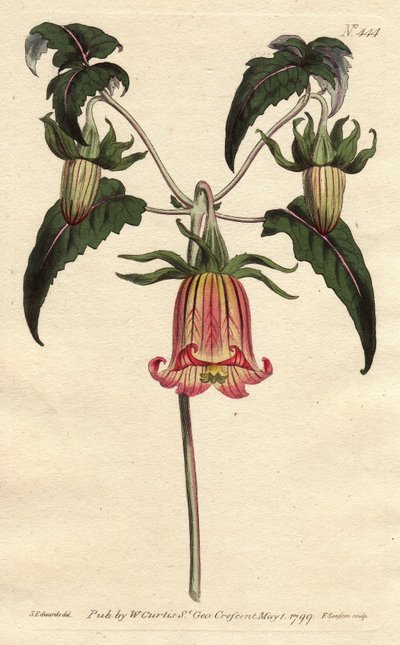 Canary Bell Flower with Pink Veined Yellow Flowers Drooping. Canarina campanula. Handcoloured copperplate engraving from Sydenham Edwards