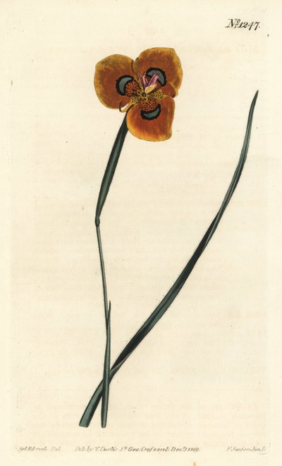 Cape Tulip - Orange-coloured moraea, Moraea tulbaghensis (Moraea pavonia) by Sydenham Teast Edwards
