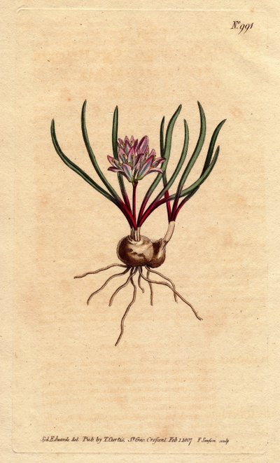 Cape Hyacinth, with Bulb, Scarlet Leaves and Pale Pink Flowers. Polyzena corymbosa (Massonia corymbosa). Handcoloured copperplate engraving from Sydenham Edwards