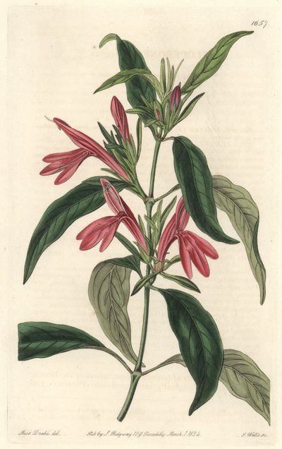 Carmantine, native of Brazil. Handcoloured copperplate engraving from the Botanical Register by Sydenham Teast Edwards