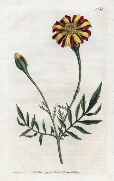 Carnation of India from the Botanical Magazine by William Curtis by Sydenham Teast Edwards