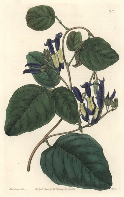 Caulinie Noiratre, Native to Australia - S. Watts Strong Water from an Illustration by Sarah Anne Drake, from the Botanical Register by Sydenham Teast Edwards