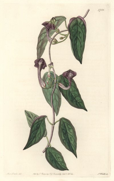 Ceropegia elegant, native of India - Strong water by S. Watts from an illustration by Sarah Anne Drake, from the Botanical Register by Sydenham Teast Edwards