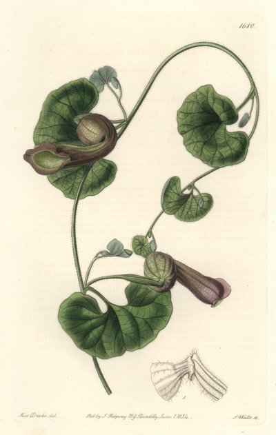 Chilean Aristolochia or Fox Ears by Sydenham Teast Edwards