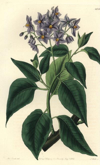Chilean Potato Tree or Crimped-leaved Solanum. Handcoloured copperplate engraving from Sydenham Edwards