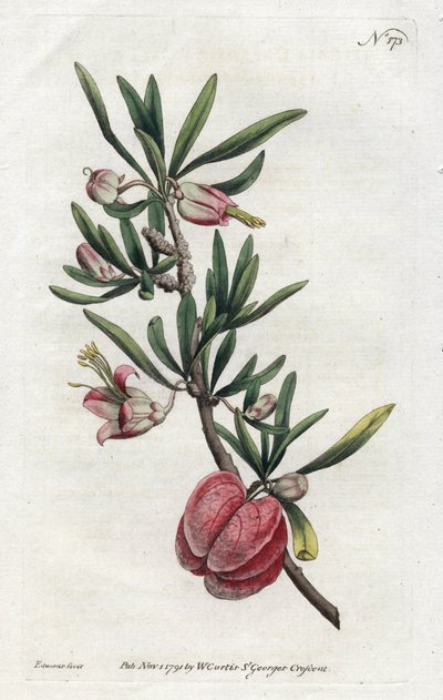 Chinese Lantern or Nymania by Sydenham Teast Edwards