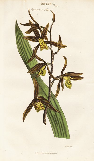 Chinese Orchid by Sydenham Teast Edwards