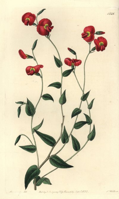 Chorizema Ovatum (Ovate Chorozema, Chorozema ovatum). Handcoloured copperplate engraving from Sydenham Edwards