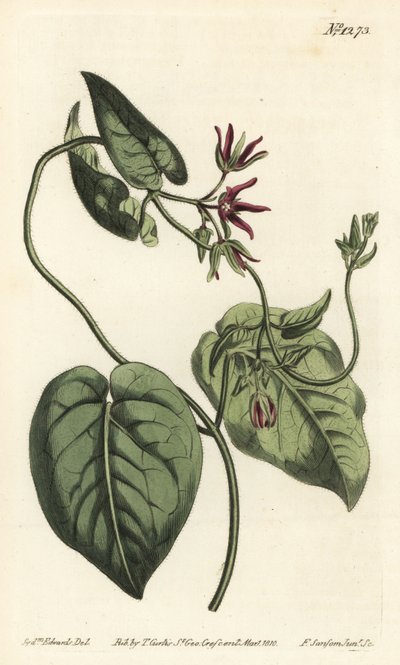 Climbing Milkvine, Matelea obliqua by Sydenham Teast Edwards