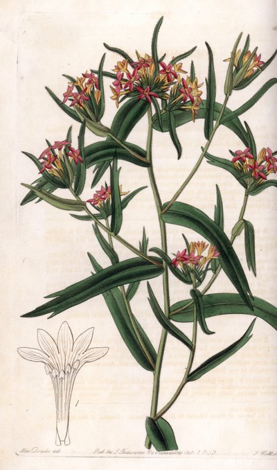 Collomia Neon. Handcoloured copperplate engraving from Sydenham Edwards