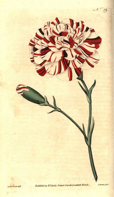 Common carnation, Dianthus caryophyllus by Sydenham Teast Edwards