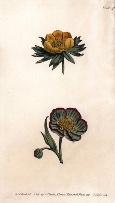 Corolla of winter eranth (or helleborine or winter aconit) and hellebore fetide. Coloured copper engraving, illustration by Sydenham Edwards for Conferences of Botanical, Botanical Garden of Lambeth, England by Sydenham Teast Edwards
