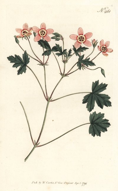 Crane bill (or stork bill), Erodium incarnatum by Sydenham Teast Edwards