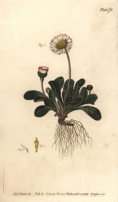 Daisy, Bellis perennis by Sydenham Teast Edwards