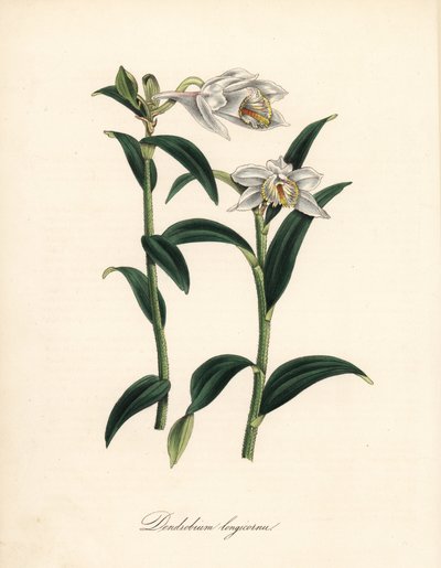 Long-horned dendrobium orchid, Dendrobium longicornu. Copied from Sydenham Edwards