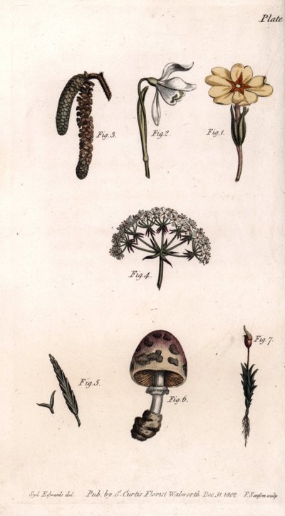 Different chalices: primrose, snow pierce, hazelnut, cike, grass, mushroom and moss. Coloured copper engraving, illustration by Sydenham Edwards for Conferences of Botanical, Botanical Garden of Lambeth, England by Sydenham Teast Edwards