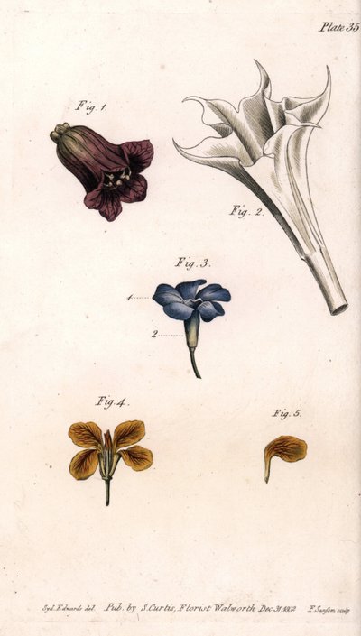 Different Corollas from Botanical Conferences, Lambeth Botanical Garden by Sydenham Teast Edwards