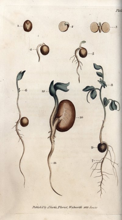 Germination Steps of Pea Seed and Common Bean by Sydenham Teast Edwards