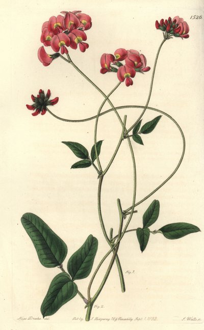 Dilated kennedya, Kennedya dilatata. Handcoloured copperplate engraving by S. Watts after an illustration by Miss Sarah Drake from Sydenham Edwards