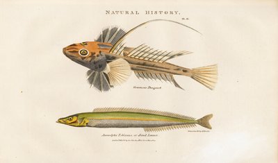 Dragonet and Sand Lance by Sydenham Teast Edwards