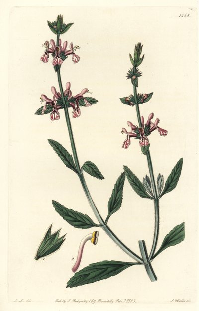 White-Stemmed Stachys by Sydenham Teast Edwards