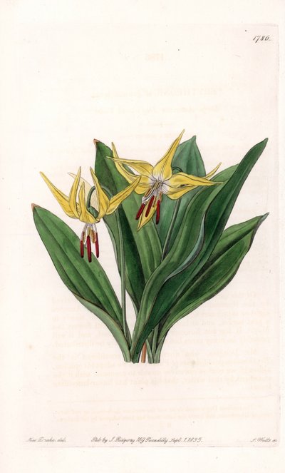Erythrone has large flowers, native of North America - Plate engraved by S. Watts, from an illustration by Sarah Anne Drake, from the Botanical Register of Sydenham Edwards, England by Sydenham Teast Edwards