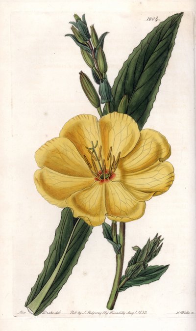Evening Primrose with Large Flowers by Sydenham Teast Edwards