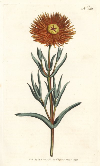 Fig marigold, Mesembryanthemum aureum by Sydenham Teast Edwards